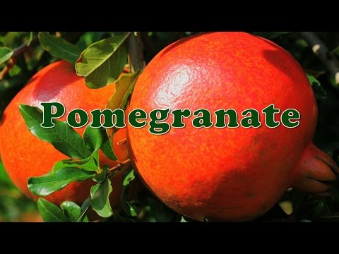 download lagu mp3 mp4 Pomegranate Season In India, download lagu Pomegranate Season In India gratis, unduh video klip Pomegranate Season In India