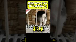 【悶絶】起きたばかりの子うさぎが見せた奇跡のあくび🐰 #shorts