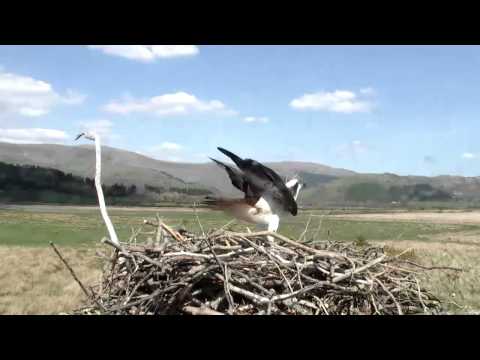2 landings with fish to defend nest, intruder unseen - Dyfi Osprey Project
