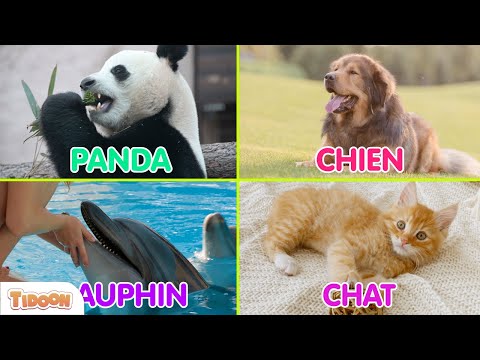 Apprends les ANIMAUX DU MONDE 🐾 (PARTIE 1) ⎜ 30 Animaux