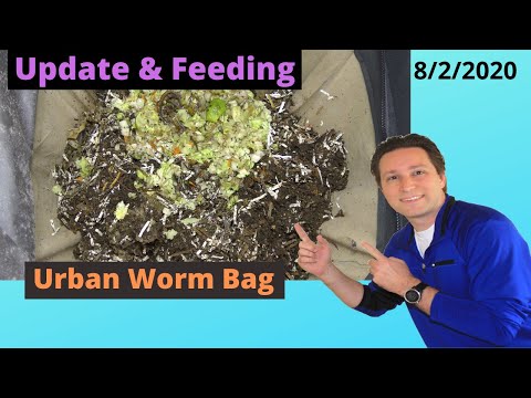 Urban Worm Bag 2.0 Update and Feeding 8/2/2020