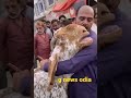 Goat Emotional Is Crying Viral Video