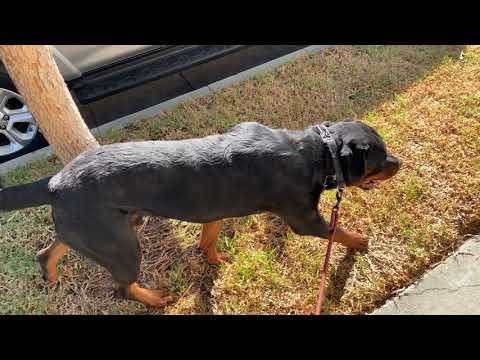 Morning Dog Walking Routine: Tips for Daily Pet Care