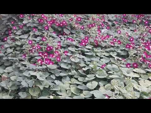 very beautiful flowers