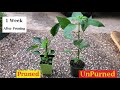 Pruned Vs UnPruned Pepper Plant