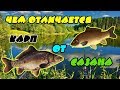 Рыба сазан, описание, места обитания и ловли, нерест