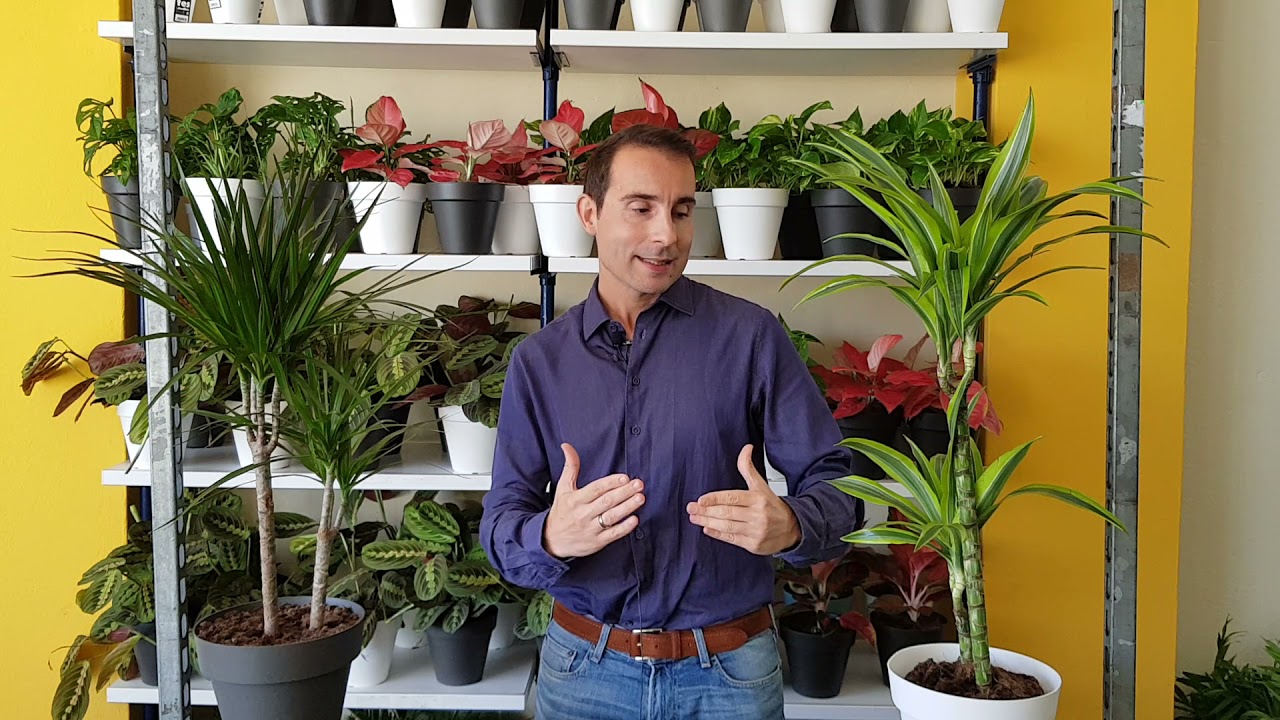 Watch Cuidados de las PLANTAS Dracaena o drácenas (Dracaena marginata y Dracaena deremensis lemon lime) Now Cuidados de las PLANTAS Dracaena o drácenas (Dracaena marginata y Dracaena deremensis lemon lime)