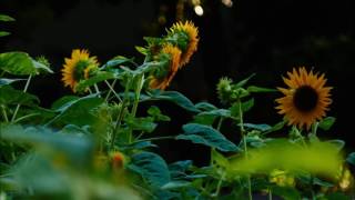 [Melody's Escape] Re plus - Relax and Chill (feat. Othello) Black Chiwawa remix