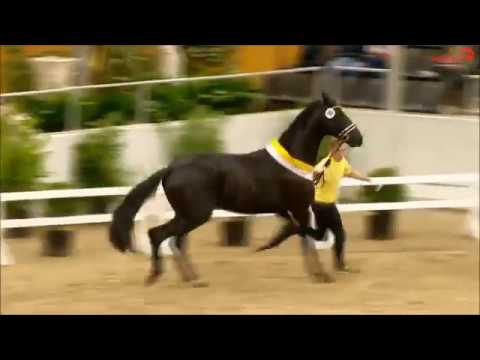 MEILENSTEIN: Hannover dressage stallion by Millenium x Donnerhall, www.equine-evolution.com