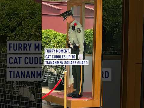 Furry moment: Cat cuddles up to Tiananmen Square guard