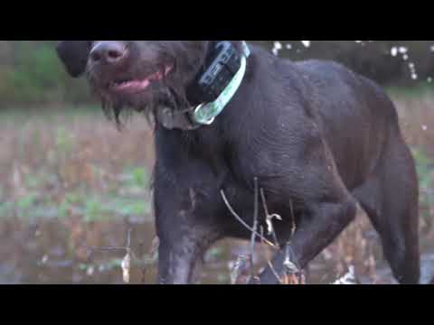 Martha the Pudelpointer - 9 months