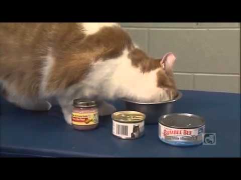 YouTube video about: How much honey to give hypoglycemic cat?