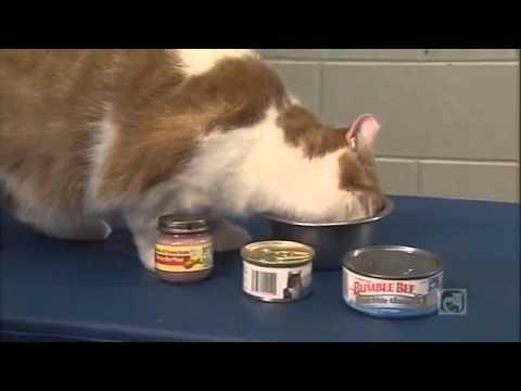 Caring for Your Diabetic Cat Part 6 - Recognizing and Treating Hypoglycemia