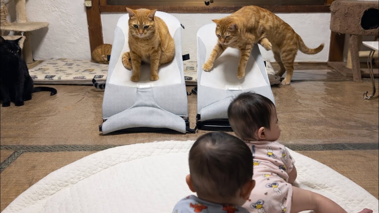 【緊急】双子がどいた瞬間、猫がバウンサーを乗っ取りにきました。
