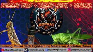 Download lagu MASTERAN PALING AMPUH! Belalang Emas, Walang Kecek & Jangkrik – Burung Auto GACOR! mp3 Download lagu MASTERAN PALING AMPUH! Belalang Emas, Walang Kecek & Jangkrik – Burung Auto GACOR! mp3