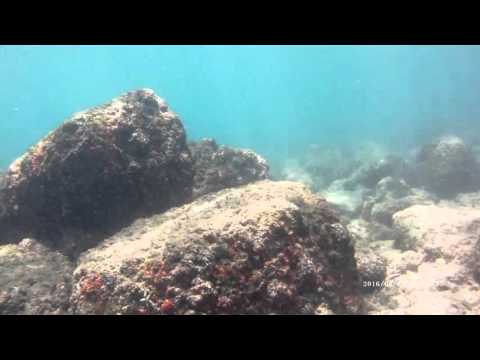 Scuba Diving Trincomalee Sri Lanka with Taprobane Divers