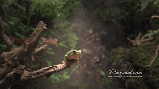 Put Betta Fish,Crab,Tiny Frog in Aquarium –Who Will be Ruler? Unveil the Secrets of Ecosystem Tank