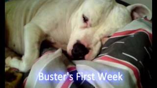 preview picture of video 'Meet Buster - dog walk training & the staffy status cycle (RSPCA Stories)'