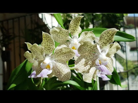 #Vanda  denisoniana x Johanna Ljunggren#