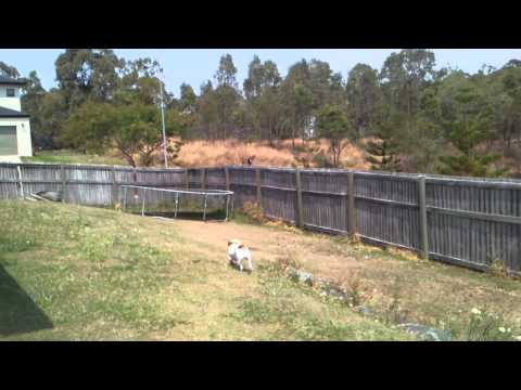 maurie and the magpies