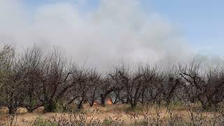 Brush fire burns around 20 acres in orchard near Wapato
