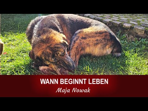 WANN BEGINNT LEBEN? - Eine neue Reihe über das Leben - Teil 1 - von Maja Nowak