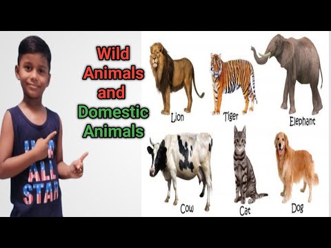 Learn Wild Animals and Domestic Animals names for children, (जंगली जानवरों के नाम) kushagra/kalpna