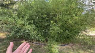 My Bamboo Grove After 10* Years | 2025 Annual Update