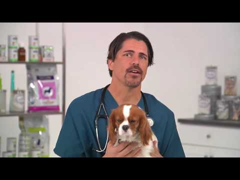 How To Protect Your Dog from Dog Flu: Canine Influenza (CIV ...