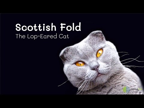 Scottish Fold – The Lop Eared Cat