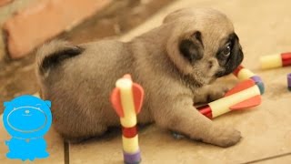 Tiny Pug Puppies Play With Darts, AWESOME