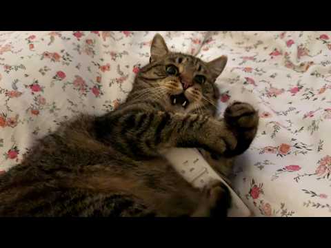 YouTube 썸네일