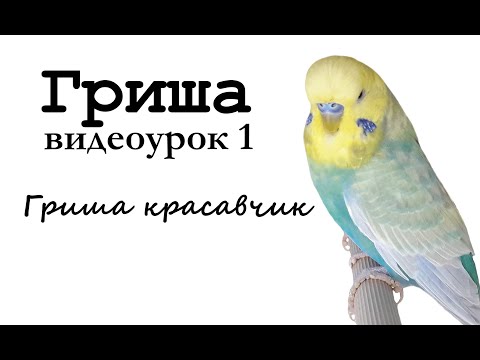 ???? Учим попугая по имени Гриша говорить, видеоурок 1: "Гриша красавчик!"