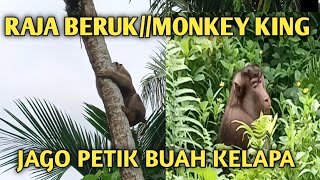 Download lagu RAJA BERUK//MONKEY KING SANGAT JAGO PETIK BUAH KELAPA mp3 Download lagu RAJA BERUK//MONKEY KING SANGAT JAGO PETIK BUAH KELAPA mp3
