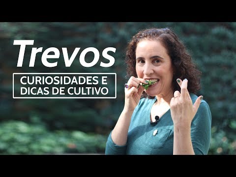 , title : '🍀 Trevos - Curiosidades e Dicas de Cultivo ☘ | Nô Figueiredo'