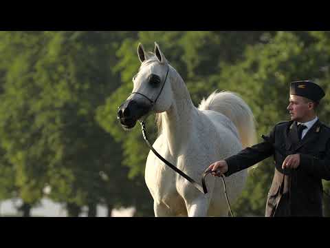 ⚜️ PIEKNA DAMA ⚜️ (Pegasus x Piękna Pani / Ekstern), 2022 SUMMER SALE