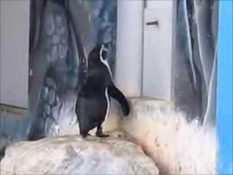 Aufmachen, wir wollen Fisch...