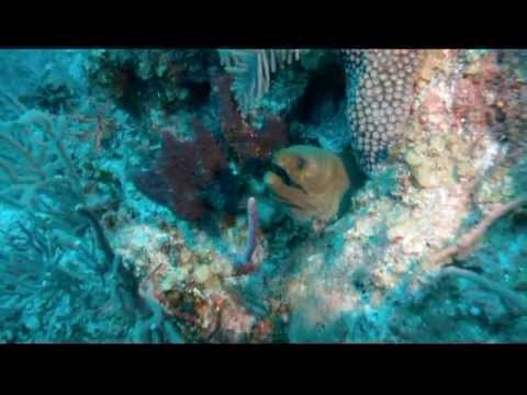 Diving Cayman Brac: Reef Divers II : Brac Reef Beach Resort