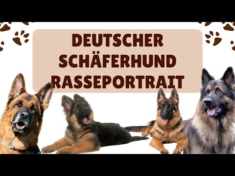 Deutscher Schäferhund Rasseportrait