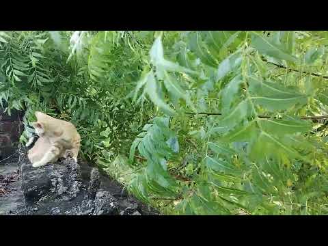 cats doing funny things 😁 | cat playing , பூனை #cat #agriculture