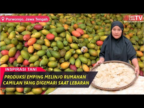 Berkah Pohon Melinjo. Bijinya Jadi Emping, Kulit dan Rantingnya Laku Dijual