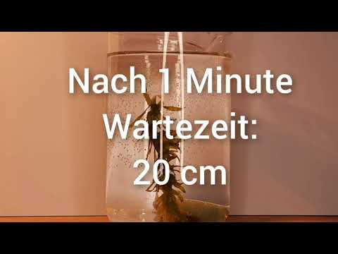 Photosyntheseleistung in Abhängigkeit von der Lichtintensität