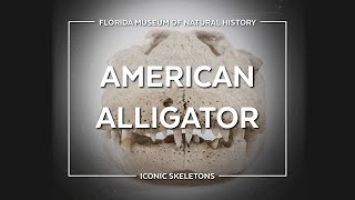 Iconic Skeletons: Albert the Alligator