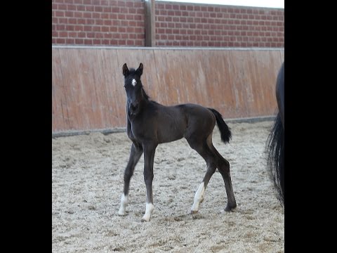 Stutfohlen von Sezuan / Fürst Heinrich / De Niro, 2015