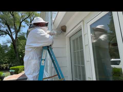 Taking Down the Bald-Faced Hornets Nest in Rumson, NJ