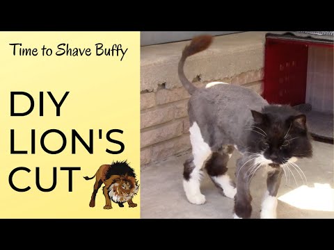 DIY Lion's Cut | Time To Shave Buffy