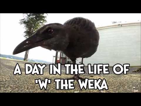 A day with W the Weka