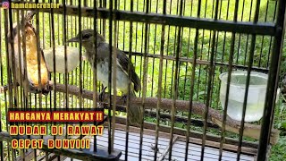 Download lagu CARA PERAWATAN HARIAN BURUNG CUCAK WILIS BURUNG MURAH MUDAH DI RAWAT CEPET BUNYI ! mp3 Download lagu CARA PERAWATAN HARIAN BURUNG CUCAK WILIS BURUNG MURAH MUDAH DI RAWAT CEPET BUNYI ! mp3