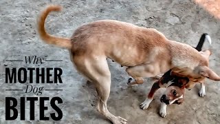 Why does Mother dog keep biting her puppies?