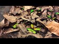 Bugs Life In Spring Time